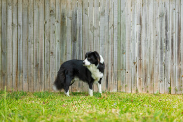 Naklejka premium Portrait of a beautiful Border Collie male puppy standing in the garden