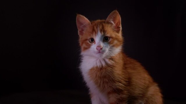 One cute white and red kitten sits on a black background, watching very carefully and moving its head and eyes. The kitten has a very cute face