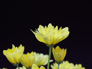 黄色い菊の花
