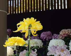日本の古典菊