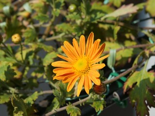 オレンジの花を咲かせた菊