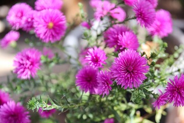 紫色のクジャクソウ