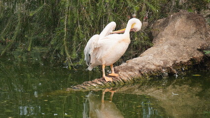great white pelican