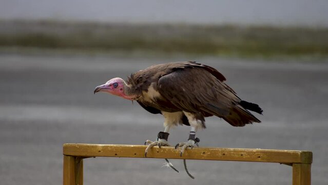 Close up view of a vulture sitting and moving around