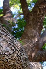 Obraz premium 木の幹