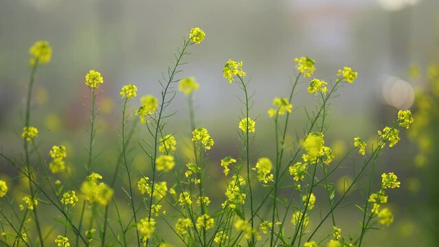 Golden fields of yellow mustard flowers swaying gently in the breeze, a beautiful and serene sight to behold. The bright and cheerful flowers evoke feelings of happiness, joy, and optimism