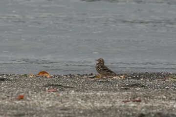 buff be;;ied pipit in a seashore