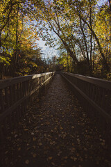 path in forest