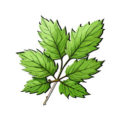 green leaves isolated on white background