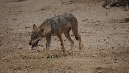kangaroo in the wild