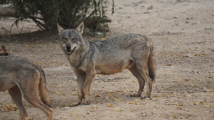 black backed jackal
