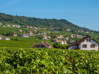 Fototapeta na wymiar Swiss Village Amongst Vineyards.