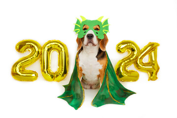 Happy New Year 2024 and Merry Christmas. A beagle dog in a dragon costume, helium balloons with the...