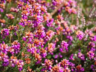 Close up of flowering heather