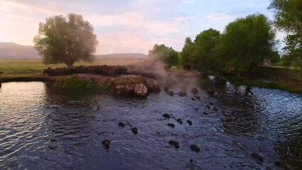 The buffaloes that come out of the farms at sunrise go to graze on the pastures and return to the farm at sunset. Aerial view of a herd of buffaloes cooling and swimming in the lake.