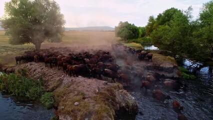 The buffaloes that come out of the farms at sunrise go to graze on the pastures and return to the farm at sunset. Aerial view of a herd of buffaloes cooling and swimming in the lake.
