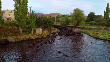 The buffaloes that come out of the farms at sunrise go to graze on the pastures and return to the farm at sunset. Aerial view of a herd of buffaloes cooling and swimming in the lake.