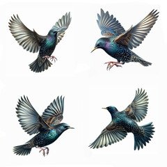 A set of male and female Common starlings flying on a white background