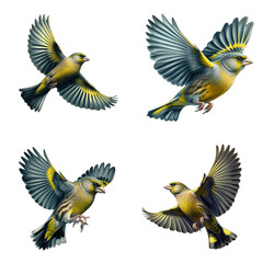 Obraz premium A set of European greenfinches flying on a transparent background