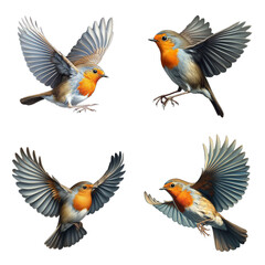 Fototapeta premium A set of European Robins flying on a transparent background