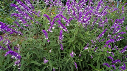 Flowers of Salvia leucantha also known as Mexican bush, Velvet, Texas Sage etc