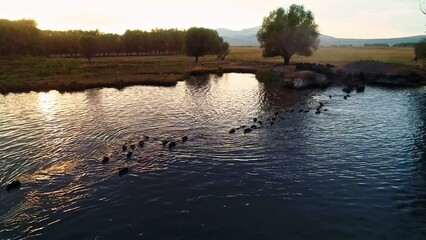 The buffaloes that come out of the farms at sunrise go to graze on the pastures and return to the farm at sunset. Aerial view of a herd of buffaloes cooling and swimming in the lake.