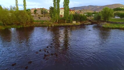 The buffaloes that come out of the farms at sunrise go to graze on the pastures and return to the farm at sunset. Aerial view of a herd of buffaloes cooling and swimming in the lake.