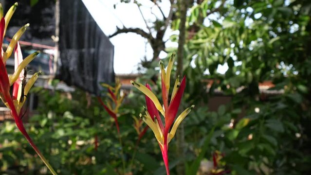 Red and Yellow Heliconia flower