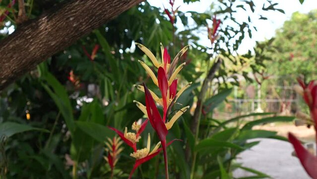 Red and Yellow Heliconia flower