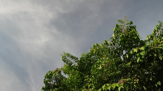 starfruit tree in the garden.