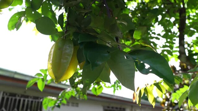 starfruit tree in the garden.