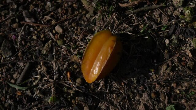 star fruit in the garden.