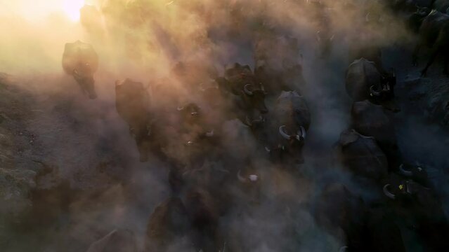 Buffaloes descend into the lake one by one by the lake.Buffaloes descending into the lake to cool off and bathe form a cloud of dust.A horseman herds and watches over.Buffaloes enter the lake to cross