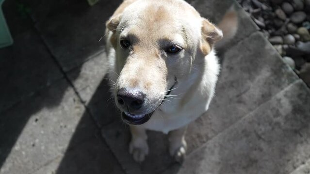 White dog in soft sunlight