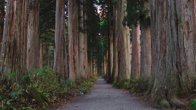 Walking along a path of giant Japanese Cedar Trees, Japanese sacred cedars in Togakushi shinto shrine, ancient shinto shrine in Japan with cedar trees