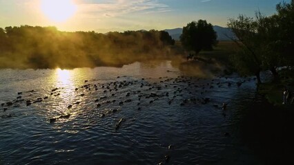 The buffaloes that come out of the farms at sunrise go to graze on the pastures and return to the farm at sunset. Aerial view of a herd of buffaloes cooling and swimming in the lake.