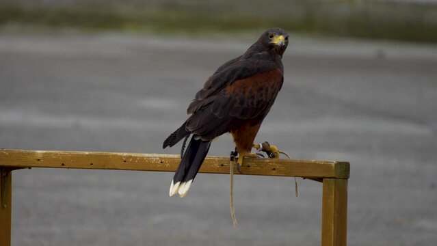 A Falkland Caracara falcon, close up sitting and turning around
