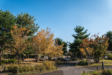autumn in the park in autumn in japan