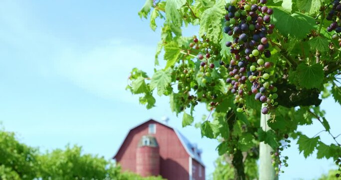 Farm scene with clusters of grapes swaying in the breeze, and a red barn and silo in the distance.