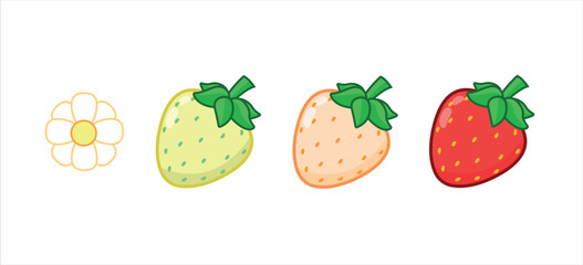 Strawberry growth sequence. Set of strawberries. Flower, green, and ripe.