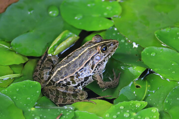 綺麗な葉の上で休む可愛いトノサマガエル