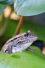 葉の上に乗るトノサマガエル