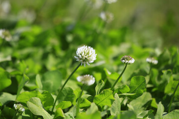美しく咲いたクローバーの白い花