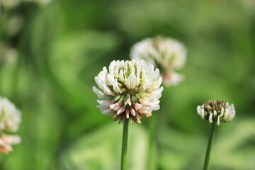 美しく咲いたクローバーの白い花
