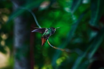Colibri 