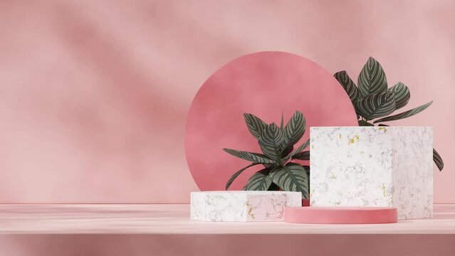 seamless loop shadow animation with caladium plant and pink wall, 3d footage render empty mockup of pink cylinder and marble podium
