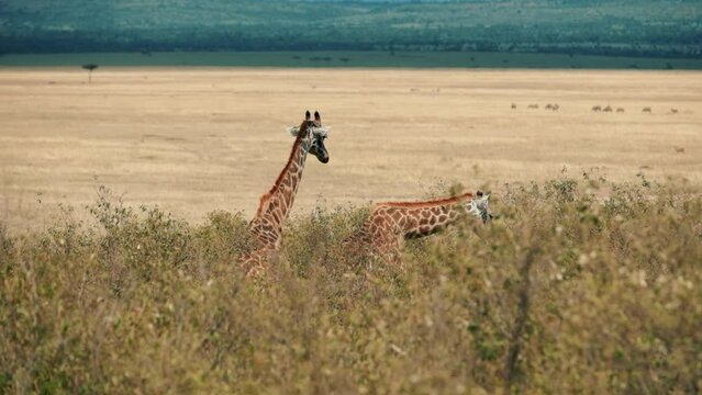 Herd of giraffes in natural habitat.Giraffes in nature against the blue sky.Inhabit eastern southern Africa and can be found in a variety of habitats such as savannas, shrublands mountainous areas.