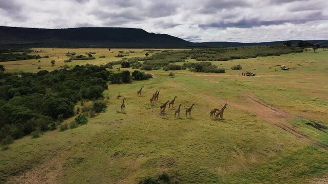Herd of giraffes in natural habitat.Giraffes in nature against the blue sky.Inhabit eastern southern Africa and can be found in a variety of habitats such as savannas, shrublands mountainous areas.