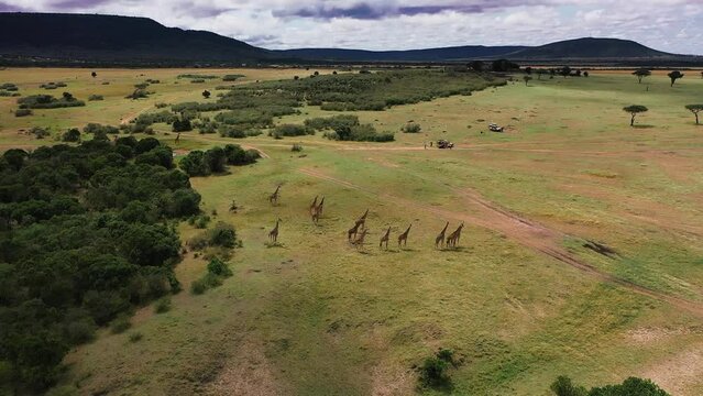 Herd of giraffes in natural habitat.Giraffes in nature against the blue sky.Inhabit eastern southern Africa and can be found in a variety of habitats such as savannas, shrublands mountainous areas.