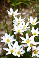 鉢植えのゼフィランサスの白い花です。